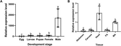 Chemosensory protein 4 is required for Bradysia odoriphaga to be olfactory attracted to sulfur compounds released from Chinese chives